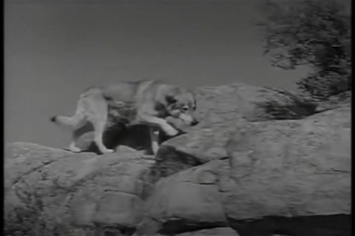 Thumbnail image for Saturday Morning Classic Television - Fury