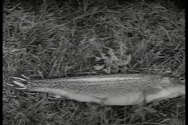 Thumbnail image for Saturday Morning Classic Television - Fury