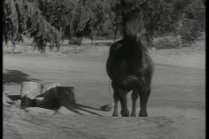 Thumbnail image for Saturday Morning Classic Television - Fury