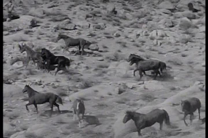 Saturday Morning Classic Television - Fury